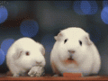giphymorč.gif